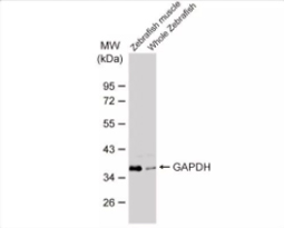 GAPDH antibody [GT239] (GTX627408)