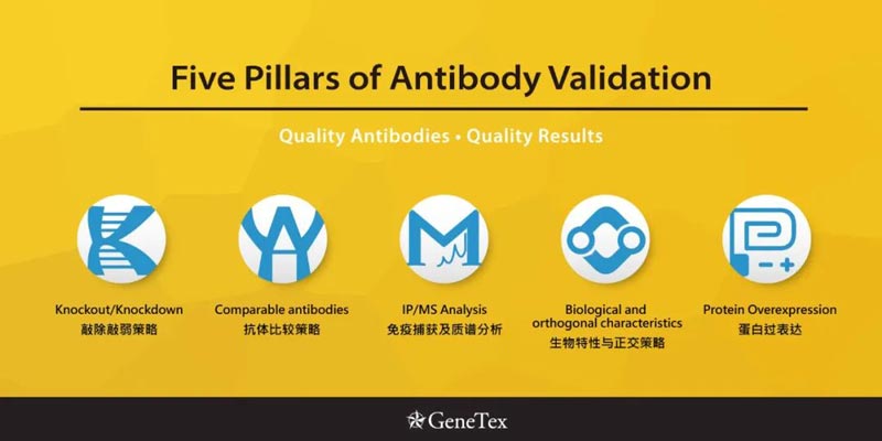 GeneTex抗体的五大策略验证 GeneTex抗体的五大策略验证