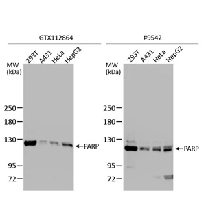 比较抗体验证 比较抗体验证