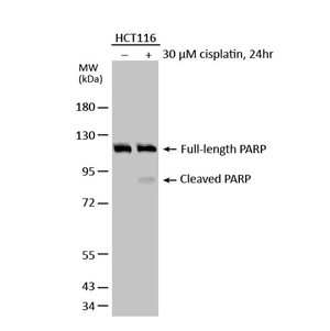 生物特性与正交策略 生物特性与正交策略