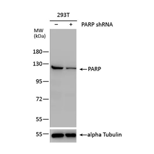 基因敲除敲弱验证 基因敲除敲弱验证