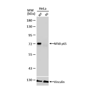 基因敲除敲弱验证 基因敲除敲弱验证