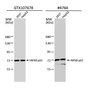 比较抗体验证 比较抗体验证
