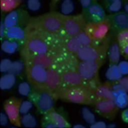 Respiratory Syncytial Virus Nucleoprotein antibody [HL1248] (GTX636650)