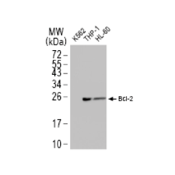 Bcl-2 antibody [N1N2], N-term