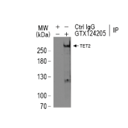 TET2 antibody