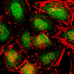 TET3 antibody [C3], C-term 