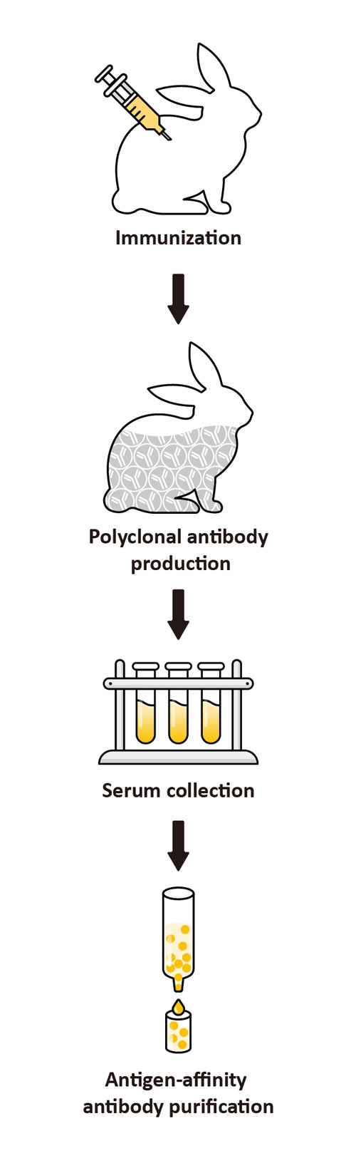 Monoclonal Antibodies