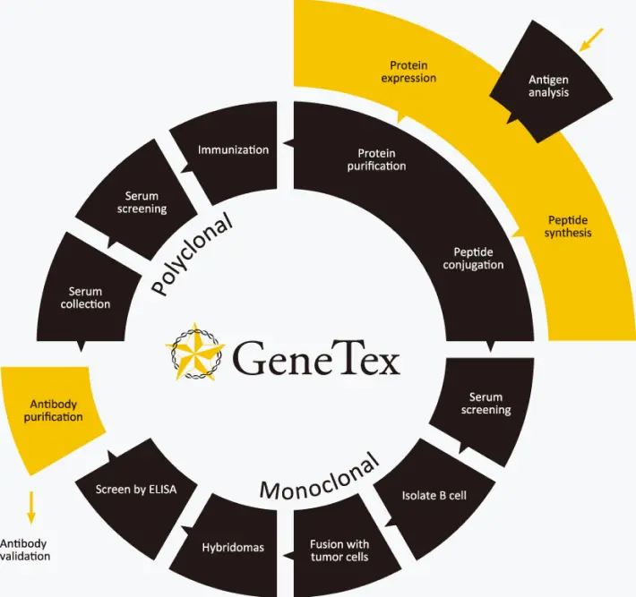 GeneTex Antibodies