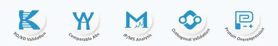 Five Pillars of Antibody Validation