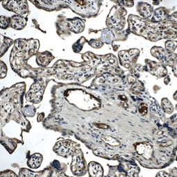 TIE1 antibody [12D9] (GTX52470)