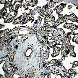 TIE2 antibody [21G7] (GTX52471)