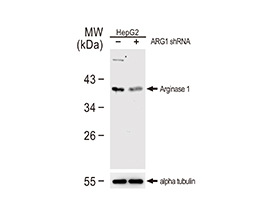 Arginase 1 antibody