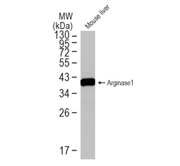 Arginase 1 antibody