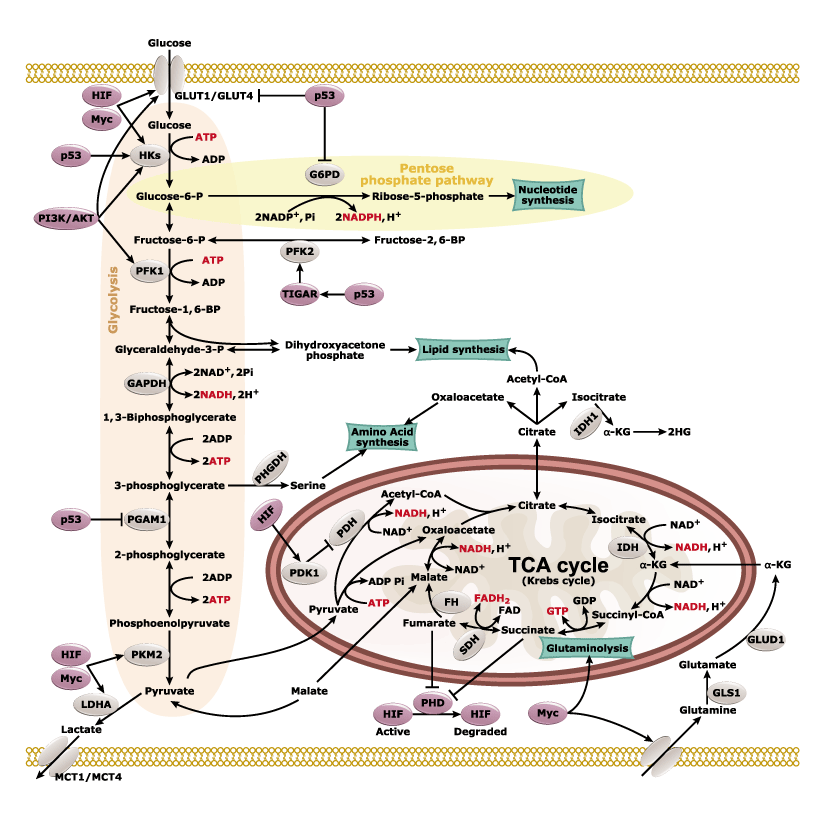 Cancer Metabolism