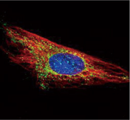 Hexokinase 1 antibody