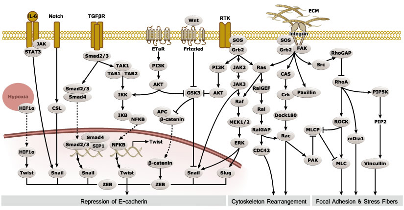 Epithelial-Mesenchymal Transition