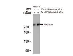 Fibronectin antibody
