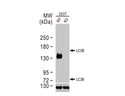 N-Cadherin antibody