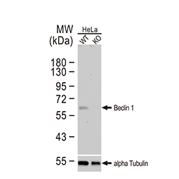 Beclin 1 antibody Beclin 1 antibody