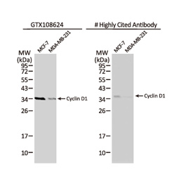 Cyclin D1 antibody (GTX108624) Cyclin D1 antibody (GTX108624)