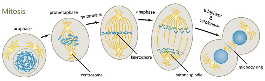 Cell Cycle
