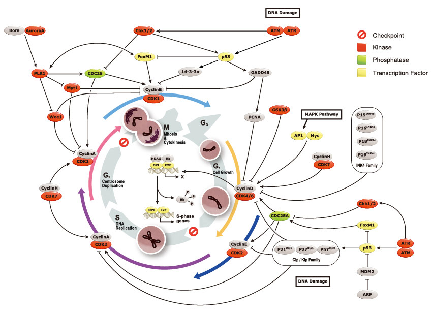 Cell Cycle