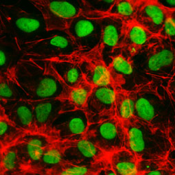 Oct4 antibody [GT486] (GTX627419)