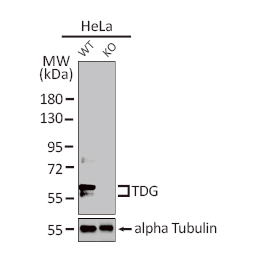 TDG antibody (GTX110473) TDG antibody (GTX110473)