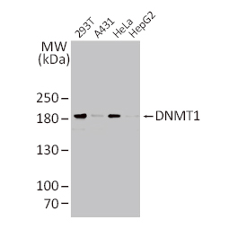 DNMT1 antibody [N1], N-term (GTX116011)