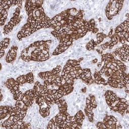 E-Cadherin antibody [MSVA-035R] HistoMAX™ (GTX04367)