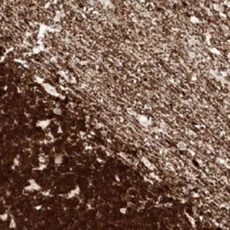 NSE antibody [MSVA-451M] HistoMAX™ (GTX04388) 