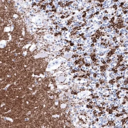 Synaptophysin antibody [MSVA-462R] HistoMAX™ (GTX04371)
