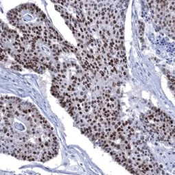 SOX9 antibody [MSVA-709R] HistoMAX™ (GTX04459)