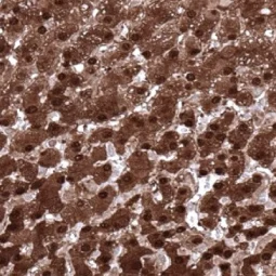 Arginase 1 antibody [MSVA-511R] HistoMAX™ (GTX04426)