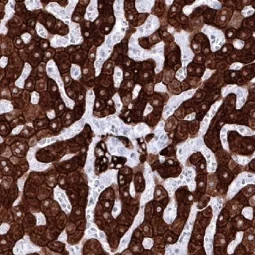 pan Cytokeratin antibody [MSVA-000R] HistoMAX™ (GTX04363)