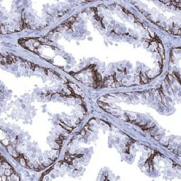 TRIM29 antibody [MSVA-629M] HistoMAX™ (GTX04467)