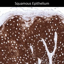 Cytokeratin 14 antibody [MSVA-614R] HistoMAX™ (GTX04377)