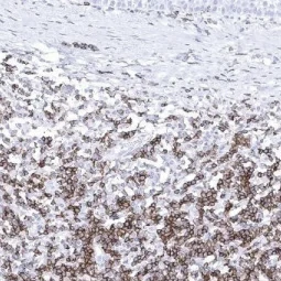 CD45RA antibody [MSVA-472M] HistoMAX™ (GTX04372)