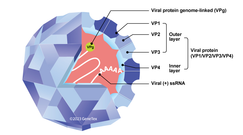 Figure 1. The Coxsackievirus Figure 1. The Coxsackievirus