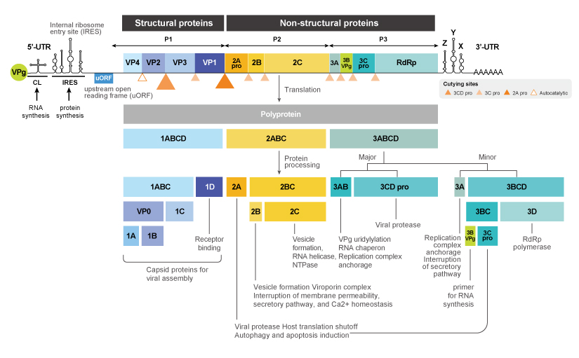 Figure 2. Coxsackievirus Protein Schematic Diagram Figure 2. Coxsackievirus Protein Schematic Diagram