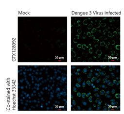 Dengue virus prM protein antibody (GTX128092)
