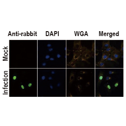 Influenza A virus NP (nucleoprotein) antibody
