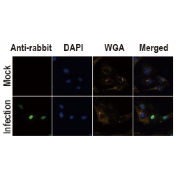 Influenza A virus NS1 (nonstructural protein) antibody