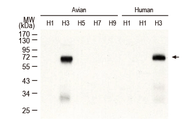 Influenza A virus H1N1 HA (Hemagglutinin) antibody