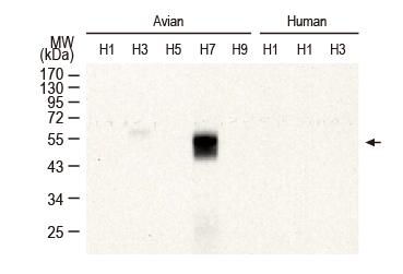 Influenza A virus H7N7 HA (Hemagglutinin) antibody