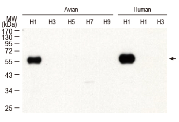 Influenza A virus H3N2 HA (Hemagglutinin) antibody