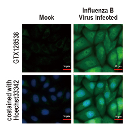 Influenza B virus Nucleoprotein antibody
