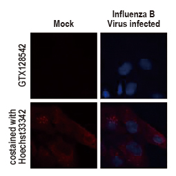 Influenza B Virus Hemagglutinin (HA) antibody