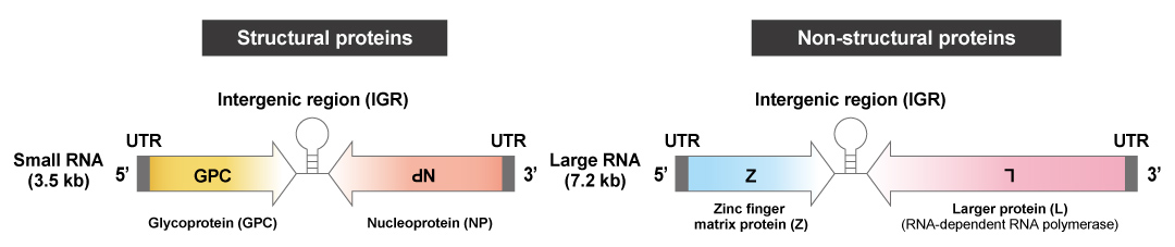 LASV genomic organization LASV genomic organization